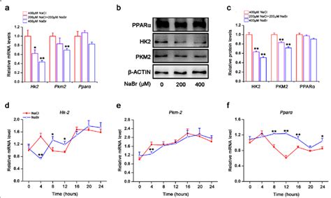 Bromide Inhibits Glycolytic Gene Expression In H9c2 Cardiomyocytes