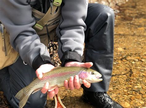 Report: Hungry holdover trout in the kettle ponds – Seven Stripes