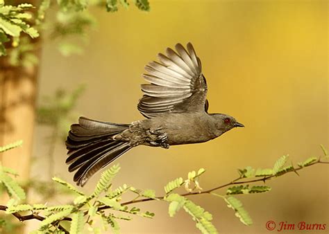 Phainopepla