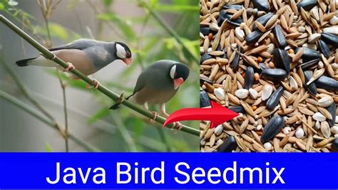 How To Prepare Seed Mix For Java Sparrow Youtube