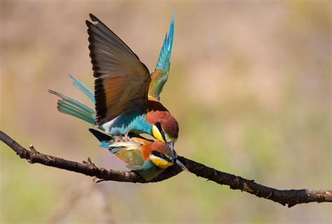 Premium Photo European Beeeater Merops Apiaster The Mating Season Of