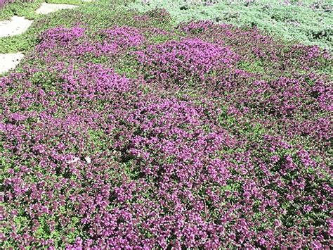 Red Supply Solution Creeping Thyme 500 Seeds - Scarlet Thymus Serpyllum, Elfin Thyme Flower Seed ...