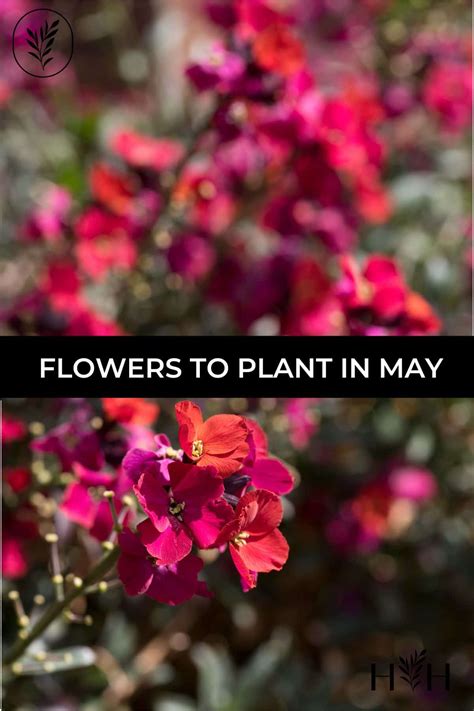 10 Flowers To Plant In May 🌱🌸 Usher In Summer With A Burst Of Color