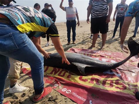 Hallan Delfín Muerto En La Playa De Coatzacoalcos Veracruz Noticias