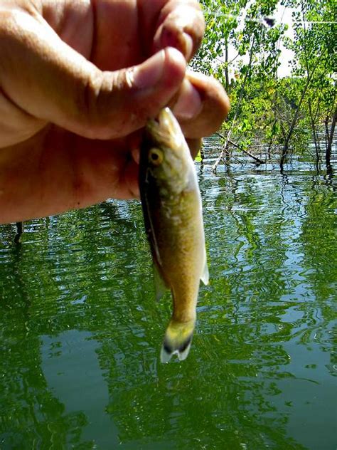 Smallmouth Bass Fry Photos Diagrams And Topos Summitpost