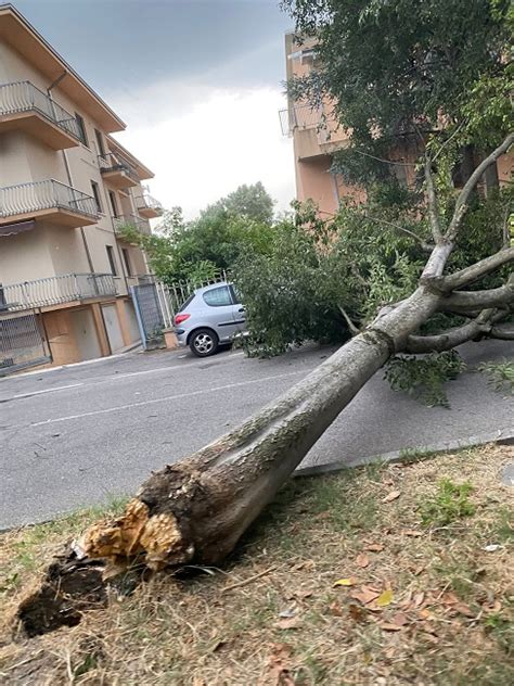 Maltempo A Mantova E Provincia Forte Vento E Pioggia Alberi E Rami