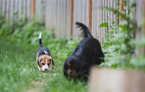 Beagle Puppies Are 8 Weeks Old Woodinville Seattle Wa Akc Kazuri