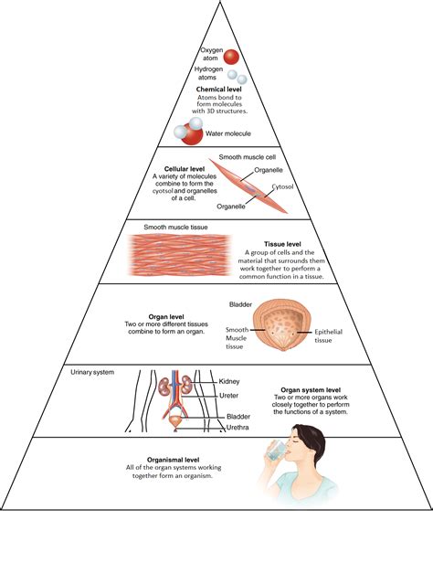 Structural Organization Of The Human Body Anatomy