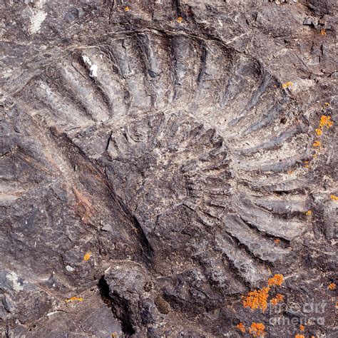 Big Fossilized Ammonite Photograph By Stephan Pietzko Fine Art America