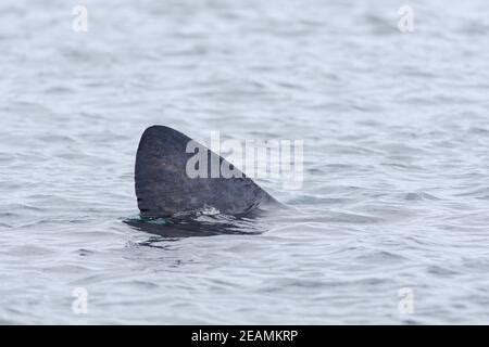 Basking shark Cetorhinus maximus, dorsal fin at surface, Crossapol ...