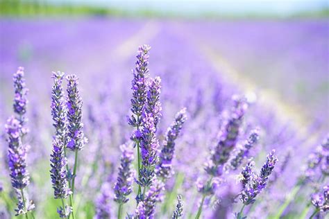 HD wallpaper: purple lavender flower field, lavender blossom, violet ...