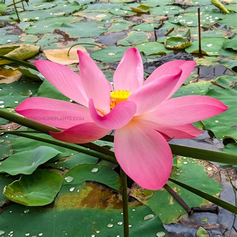 Pink Lotus Tuber Nelumbo Nucifera Santhi Online Plants Nursery