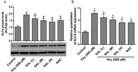 Salidroside Can Down Regulate The Protein And Mrna Levels Of Klf4 A Download Scientific