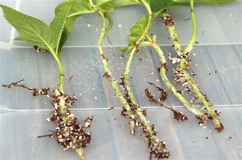 Propagate Hydrangea Cuttings Success Rate Propagating