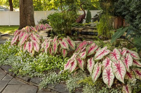 Caladium Care - The Ultimate Growing Guide | Proven Winners