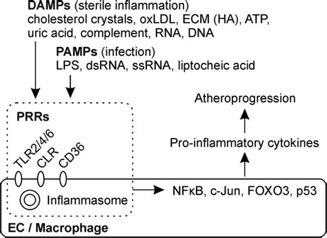 Pattern Recognition Receptors Prrs In Endothelial Cells And