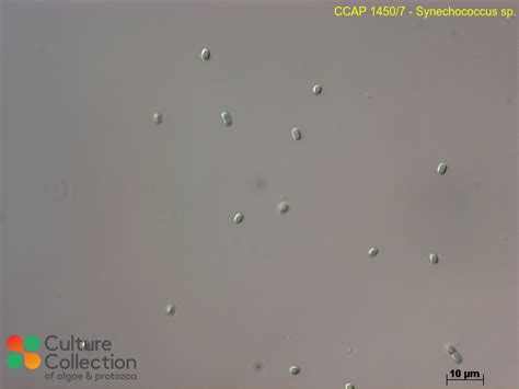 Synechococcus Sp