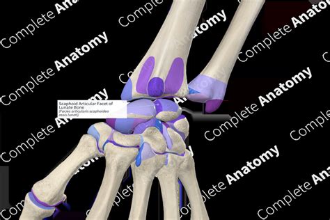 Scaphoid Articular Facet Of Lunate Bone Complete Anatomy