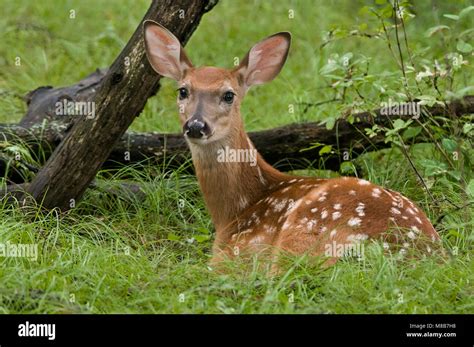 Quotwhitetail Buck Deer Portrait In Deciduous Forest Habitat