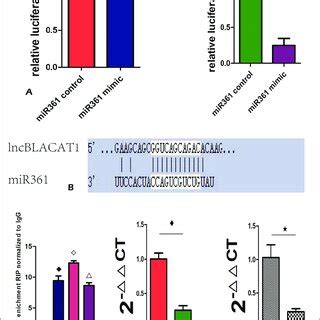 A, miR-361 mimics and the miR-361 control groups after transfection of ...