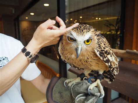 Blog 幸せのフクロウカフェ Chouette（シュエット）大阪・心斎橋