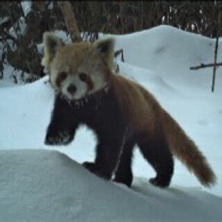 Activity pattern of Himalayan red panda Ailurus fulgens in Bhutan ...