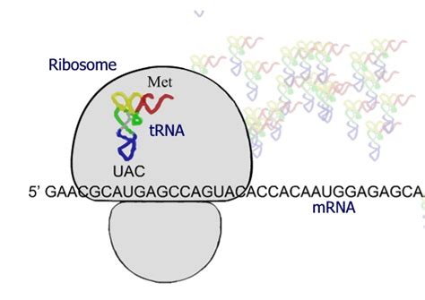 Mrna Translation : Mrna Translation Unit Distal Frament Photograph by ...