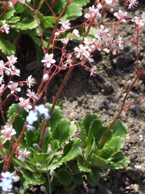 Porzellanblümchen Saxifraga umbrosa Beschreibung Steckbrief Systematik