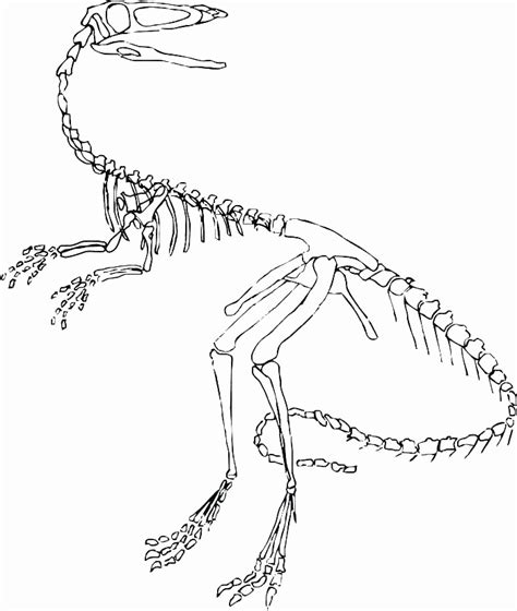 Dinosaur Fossil Drawing At Paintingvalley Explore Collection Of