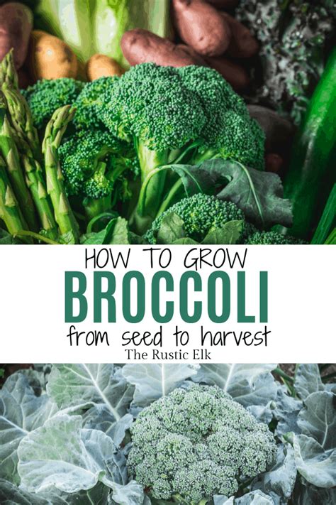 How To Grow Broccoli From Seed To Harvest • The Rustic Elk