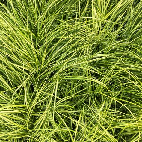 Carex Oshimensis Evercolor® ‘eversheen Japanese Sedge Uspp 25938