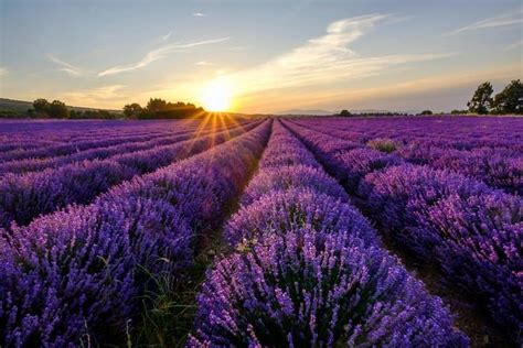 Significado simbolismo mitología y folclore de la flor de lavanda