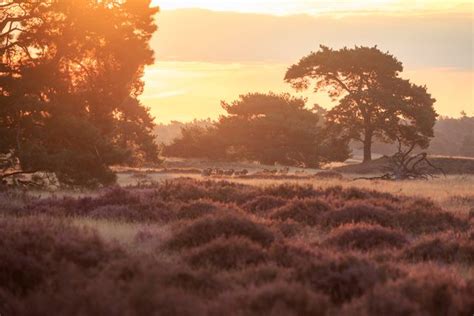 Het Nationale Park De Hoge Veluwe Bezoek Ede