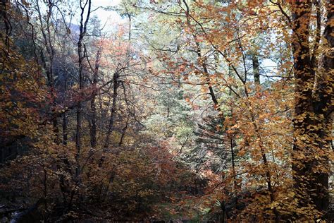 Ramsey Canyon A Return To See Fall Colors At Ramsey Canyon Flickr