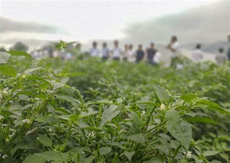 務川黨員服務隊活躍在田間地頭 每日頭條