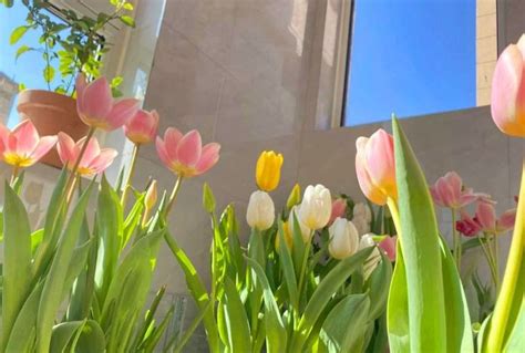 Pink And Yellow Tulips Are In Front Of A Building With A Sky Background