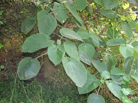 Stinging Plants To Watch Out For When Hiking In Nsw Pioneer Walks