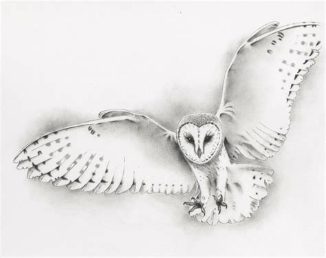 Flying Snowy Owl Drawing