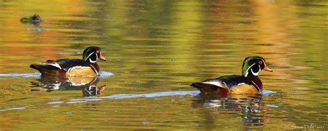 Wood Duck Pair 2022 10 10 W814420m Steve Dale Flickr