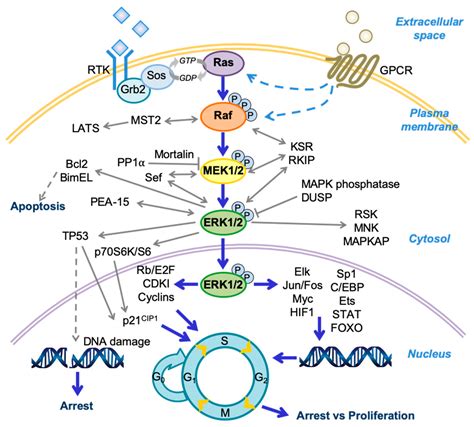 Cell Signalling Map Kinase Signaling With Phospho Elisa