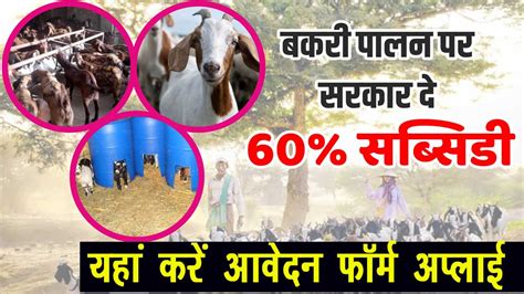 Goat Farming बकरी पालन के लिए 60 तक सब्सिडी दे रही सरकार यहां करें