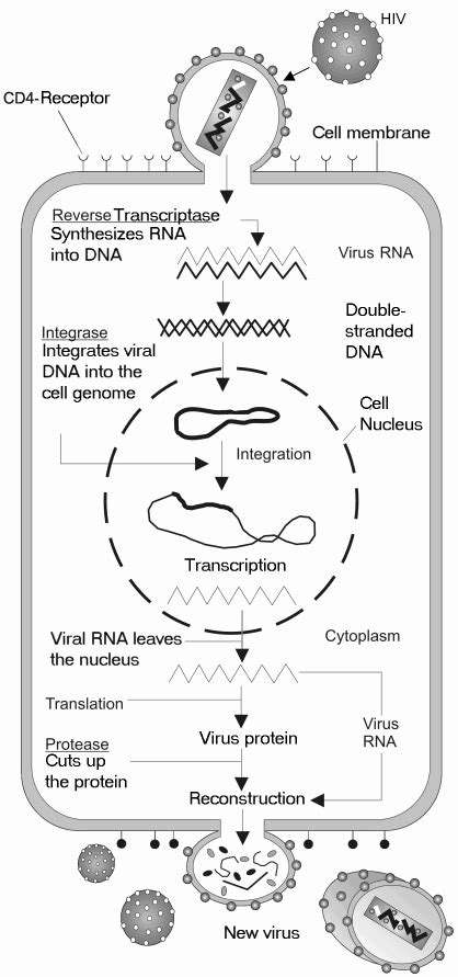 9 10b Hiv Attachment And Host Cell Entry Biology Libretexts