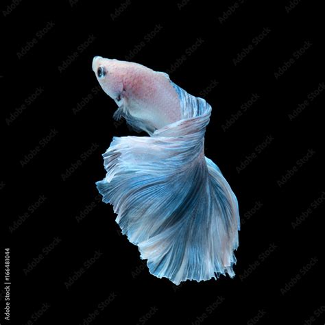 Blue betta fish Stock Photo | Adobe Stock