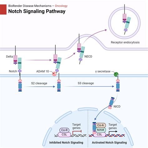 Notch Signaling Pathway BioRender Science Templates