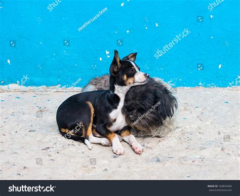 Stray Dogs On Streets Tijuana Mexico Stock Photo 164854400 - Shutterstock