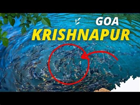 Krishnapur Fish Lake Goa Krishnapur Valpoi Goa Unexplored Places Of