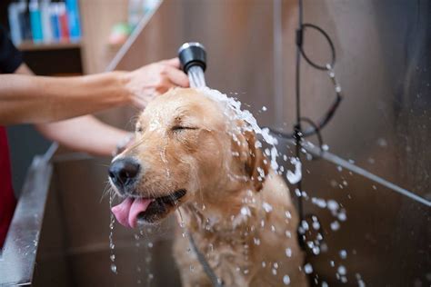 Banho em cachorro Saiba qual é a frequência ideal