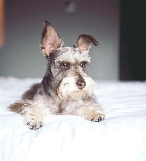 Pin De Julie Pontillo Henderson En Schnauzersschnoodles Oh My Mascotas