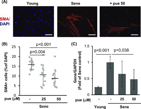 The Effect Of Puerarin On The Expression Of Sma In High Passage Nhdfs