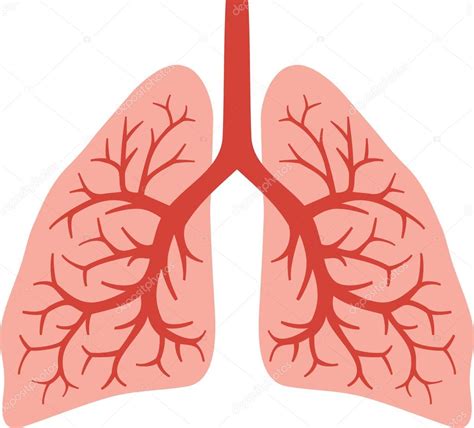 Human Lungs Stock Vector Image By Tribaliumivanka